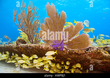 La scuola francese di grugniti, Haemulon flavolineatum, ventilatore di mare, mare aste al relitto di zucchero, Grand Bahama, Bahamas, Oceano Atlantico Foto Stock