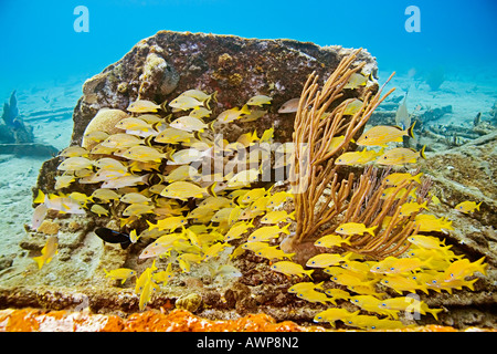 La scuola francese di grugniti, bluestriped grugniti, lane lutiani, oltre il relitto dello zucchero, Grand Bahama, Bahama, Oceano Atlantico Foto Stock