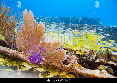 La scuola francese di grugniti, Haemulon flavolineatum, lane lutiani, Lutjanus synagris, grigio lutiani, Lutjanus griseus, relitto dello zucchero Foto Stock