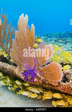 La scuola francese di grugniti, Haemulon flavolineatum, lane lutiani, Lutjanus synagris, grigio lutiani, Lutjanus griseus, relitto dello zucchero Foto Stock