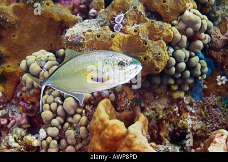 I capretti bar jack, Caranx ruber, viene depurata dai capretti Hogfish spagnolo, Bodianus rufus, Grand Bahama, Bahamas Oceano Atlantico Foto Stock