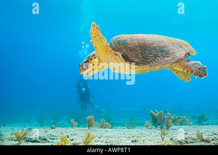 Per tartarughe marine, Caretta caretta, specie in via di estinzione e scuba diver, zucchero relitto, Grand Bahama, Bahamas, Oceano Atlantico Foto Stock