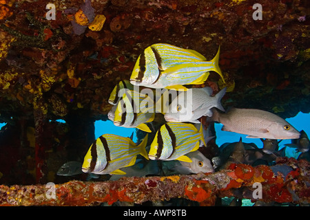 Porkfish, Anisotremus virginicus, grigio snapper, Lutjanus griseus e scelta dei marinai, Haemulon parra, zucchero relitto, Bahamas Foto Stock