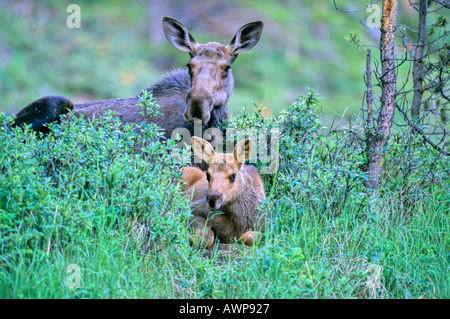 Mucca e vitello alci 16 Foto Stock