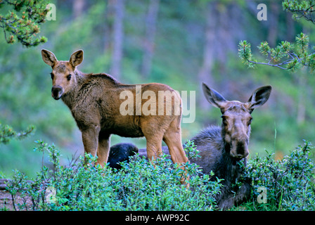 Mucca e vitello alci 29 Foto Stock