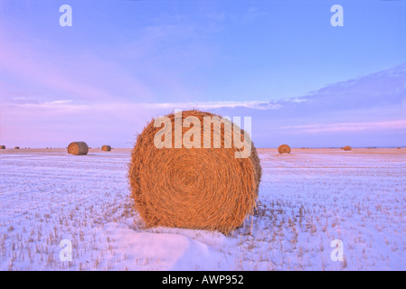 Balle di fieno in inverno Foto Stock