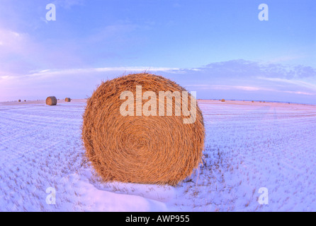 Balle di fieno in inverno 7 Foto Stock