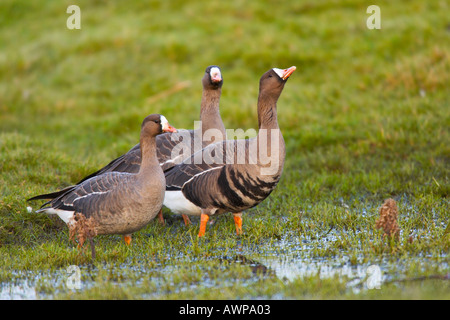 Tre bianchi fronteggiata oche Anser albifrons bere alla rugiada pon in prato norfolk Foto Stock