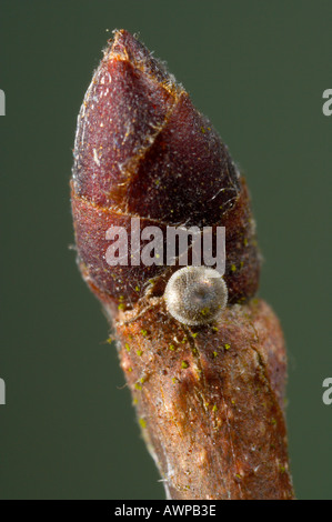 Lettera di bianco Hairstreak Strymonidia w album uovo su Elm bud potton bedfordshire Foto Stock