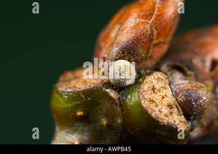 Viola Hairstreak Quercusia quercus uovo su Oak Bud potton bedfordshire Foto Stock