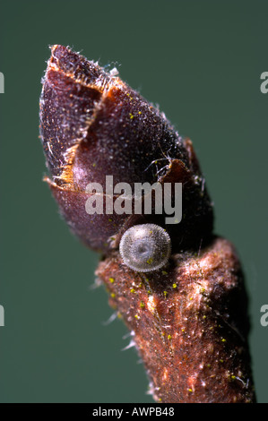 Lettera di bianco Hairstreak Strymonidia w album uovo su Elm bud potton bedfordshire Foto Stock