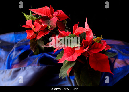 Stelle di natale, Poinsettias (Euphorbia pulcherrima) Foto Stock