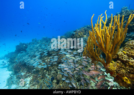 La scolarizzazione grigio lutiani, Lutjanus griseus, West End, Grand Bahama, Bahamas, Oceano Atlantico Foto Stock