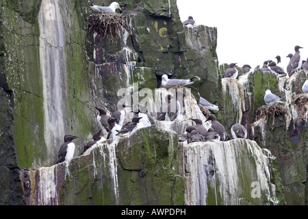 KITTIWAKES E GUILLIMOTS CONGREGANO A NIDO sulla scogliera a farne le isole Foto Stock