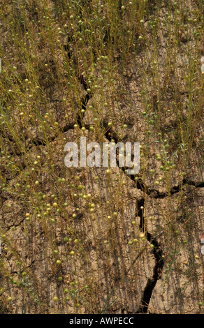 Terreni agricoli vicino a Cranleigh nel Surrey in Inghilterra Foto Stock