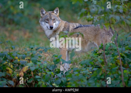 Lupo grigio o legname Lupo (Canis lupus), Nationalpark Bayrischer Wald (Parco Nazionale della Foresta Bavarese), in Baviera, Germania, Europa Foto Stock