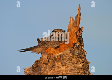 Northern Hawk Owl (surnia ulula) nel nido, Finlandia, Europa Foto Stock