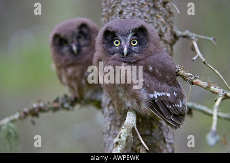 Giovani del Tengmalm gufi o civette boreale (Aegolius funereus), Finlandia, Europa Foto Stock