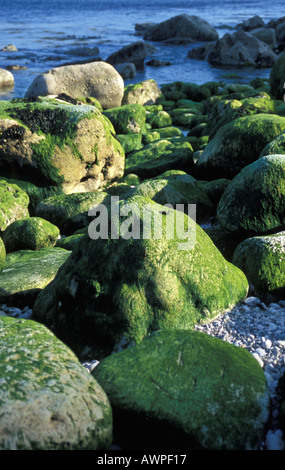 Moss su grandi pietre essendo bagnate dal mare Portland Dorset Foto Stock