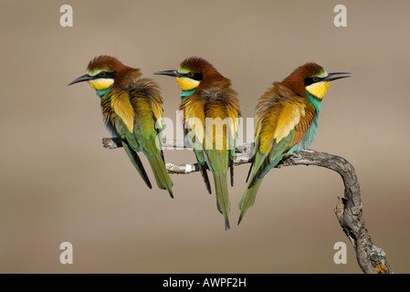 Unione i gruccioni (Merops apiaster), Estremadura, Spagna, Europa Foto Stock