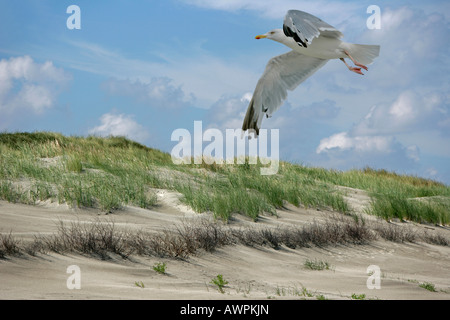 Aringa Gabbiano (Larus argentatus) volare sopra le dune, Juist Isola, Bassa Sassonia, Germania, Europa Foto Stock