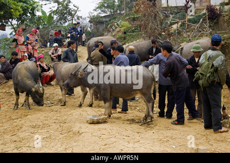 Bovini-Scambi di Bac Ha, Vietnam, Asia Foto Stock