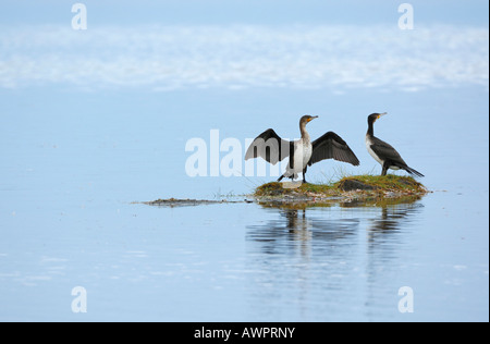 Long-tailed cormorano (Phalacrocorax un.africanus) sfrangiamento, Lake Nakuru, Kenya, Africa Foto Stock