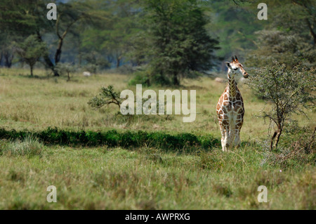 Giovani Masai giraffe (Giraffa camelopardalis tippelskirchi) mangiare le foglie di acacia Lake Nakuru Kenya Africa Foto Stock