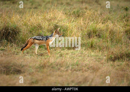 Nero-backed jackal (Canis mesomelas) sul suo mattino scout, Masai Mara, Kenya Africa Foto Stock