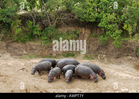 Gruppo di ippopotami (Hippopotamus amphibius) in formazione, il Masai Mara, Kenya, Africa Foto Stock