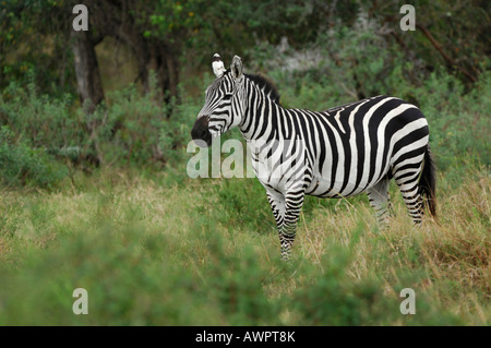 Le pianure- o comuni o zebra (Equus quagga), il Masai Mara, Kenya, Africa Foto Stock