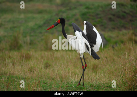 A sella fatturati Stork (Ephippiorhynchus senegalensis) circa a prendere il volo, il Masai Mara, Kenya, Africa Foto Stock