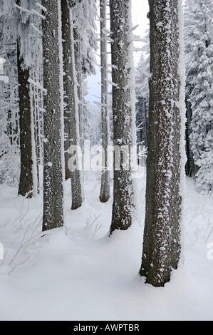Coperte di neve foresta ai piedi del Monte Pilatus, Lucerna, Svizzera, Europa Foto Stock