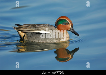 Comune di Teal o Eurasian Teal (Anas crecca) riflesso sulla superficie dell'acqua Foto Stock