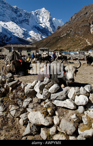 Villaggio Sherpa Thame, Thame Khola valley con Tengkang Poche (6500), il Parco Nazionale di Sagarmatha, Khumbu Himal, Nepal Foto Stock