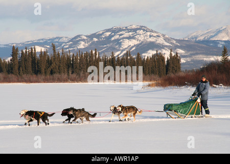 Slitte trainate da cani, i cavi elettrici e Sled driver, fiume di Yukon, Yukon Territory, Canada Foto Stock