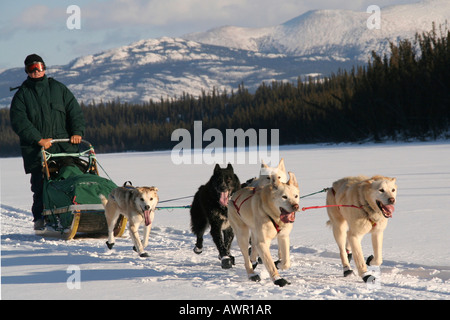 Slitte trainate da cani, i cavi elettrici e Sled driver, fiume di Yukon, Yukon Territory, Canada Foto Stock