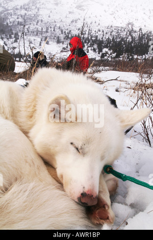 Ritratto di white husky sled dog, arricciati e riposo, Yukon Territory, Canada Foto Stock