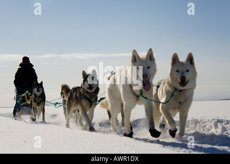 Cani da slitta con team musher, due filo bianco cani, lago ghiacciato Laberge, Yukon Territory, Canada Foto Stock