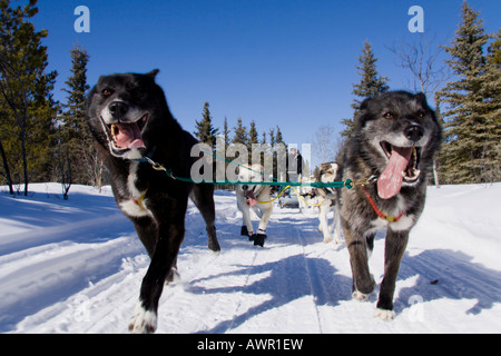 Esecuzione di Sled Dog team con musher, fotografata dalla parte anteriore, con due lead nero cani, Yukon Quest Trail, Yukon Territory, Canada Foto Stock