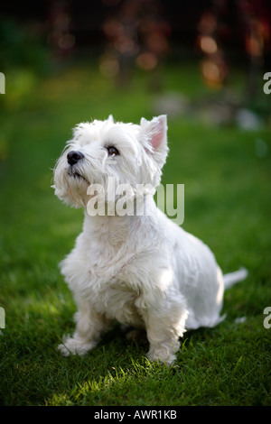 Un West Highland White Terrier seduto sull'erba Foto Stock