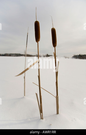 Cattails (Typha) nella neve, Québec, Canada Foto Stock