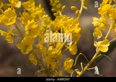 Scarafaggio Bush (Senna notabilis), Bungle Bungle, Parco Nazionale di Purmululu, Kimberley, Australia occidentale, Australia Foto Stock