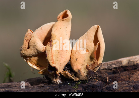 Hares ear fungo Otidea onotica crescente sul log vecchi lodge Sandy Bedfordshire con bel al di fuori della messa a fuoco lo sfondo Foto Stock