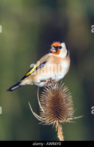 Cardellino Carduelis carduelis alimentazione su teasel potton bedfordshire cercando avviso con bello sfondo morbido Foto Stock