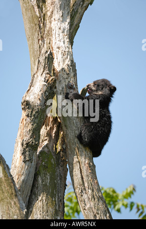 Spectacled o orso andino (Tremarctos ornatus) sale su un albero, lo Zoo di Zurigo, Zurigo, Svizzera, Europa Foto Stock