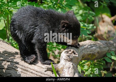 Spectacled o orso andino (Tremarctos ornatus) cub indagando tree, lo Zoo di Zurigo, Zurigo, Svizzera, Europa Foto Stock