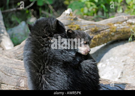 Spectacled o orso andino (Tremarctos ornatus) azienda cub nelle sue braccia, lo Zoo di Zurigo, Zurigo, Svizzera, Europa Foto Stock