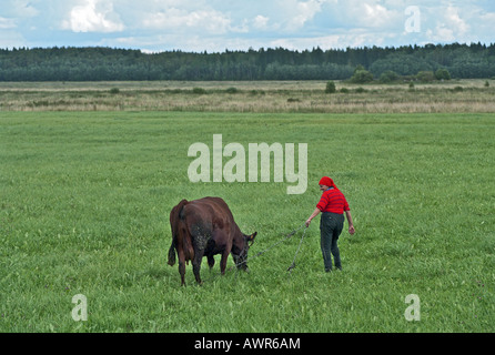 Countrywoman con la sua mucca in un pascolo, Jouga, Estonia Foto Stock