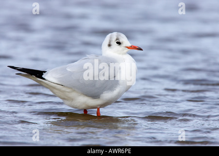 Testa nera gull Larus ridibundus in piedi in acqua salthouse norfolk Foto Stock